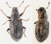 Sitona hispidulus